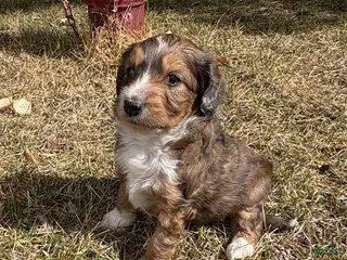 Mini Aussiedoodle dogs Mini Aussiedoodle Puppy 1 - Ad 3