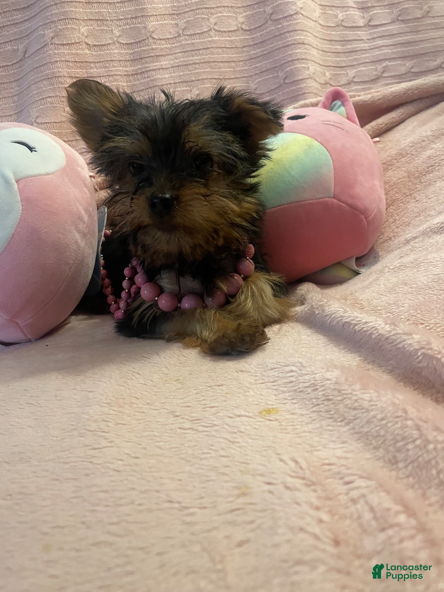 Yorkshire Terrier dogs Yorkshire Terrier 1 - Ad 1