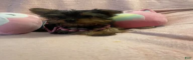 Yorkshire Terrier 1