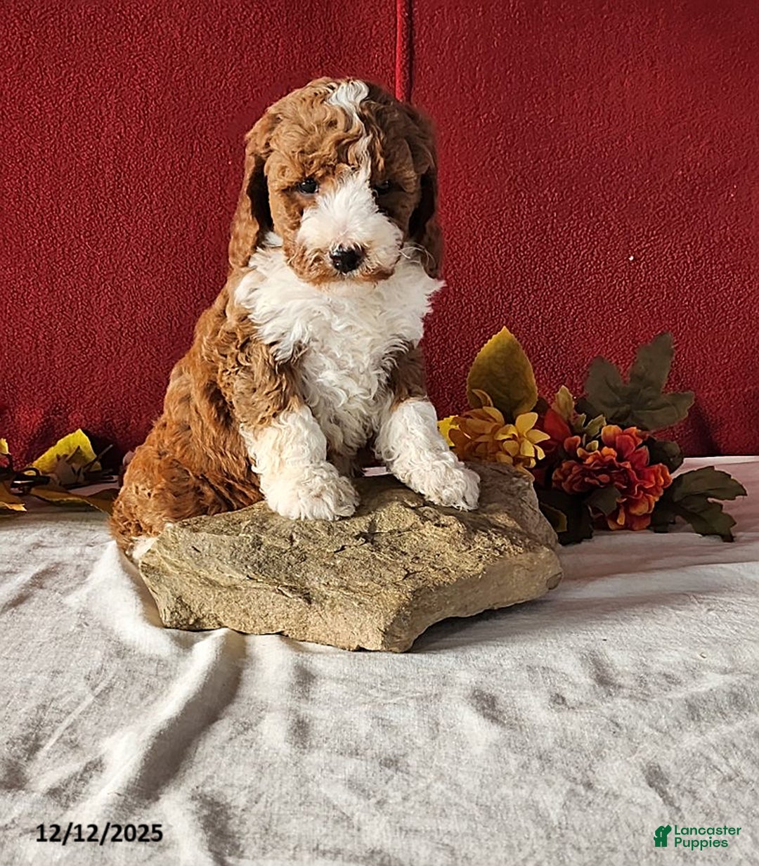 Mini Goldendoodle dogs for sale: Rosa - Ad 2