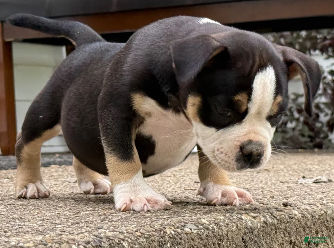 American Bully dogs for sale: Snoopy  - Ad 1