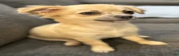 Chihuahua dogs for sale: May - Ad 3