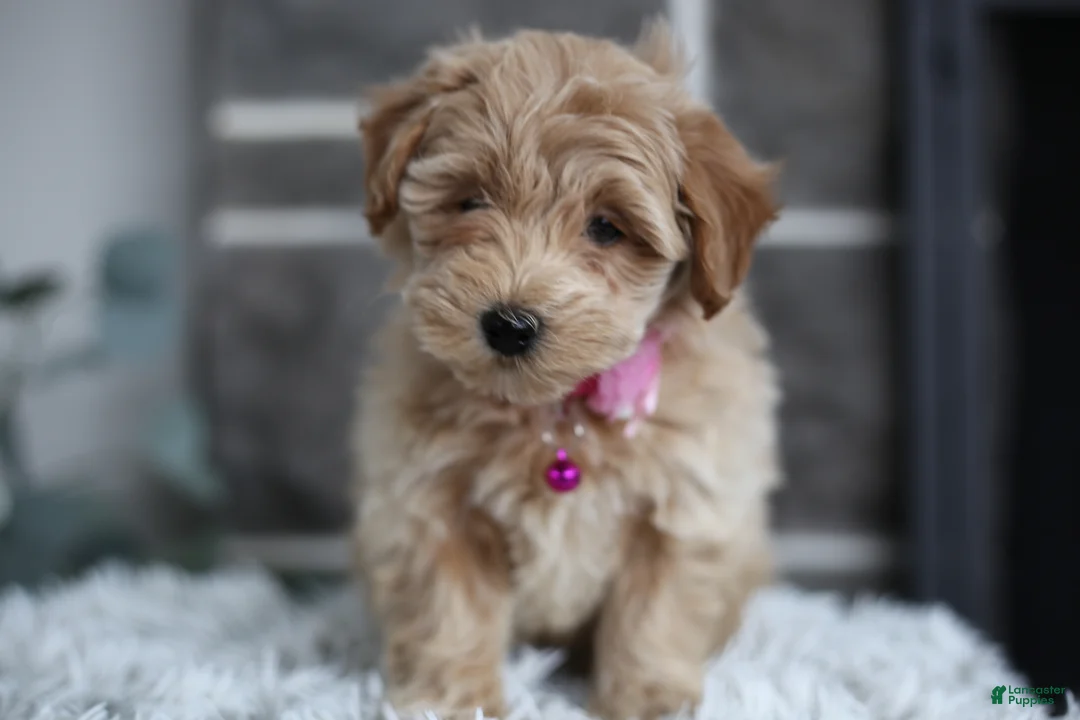Maltipoo dogs for sale: Raya - Ad 9