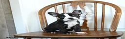Frenchton dogs for sale: Raisin - Ad 1
