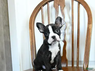 Frenchton dogs for sale: Raisin - Ad 1