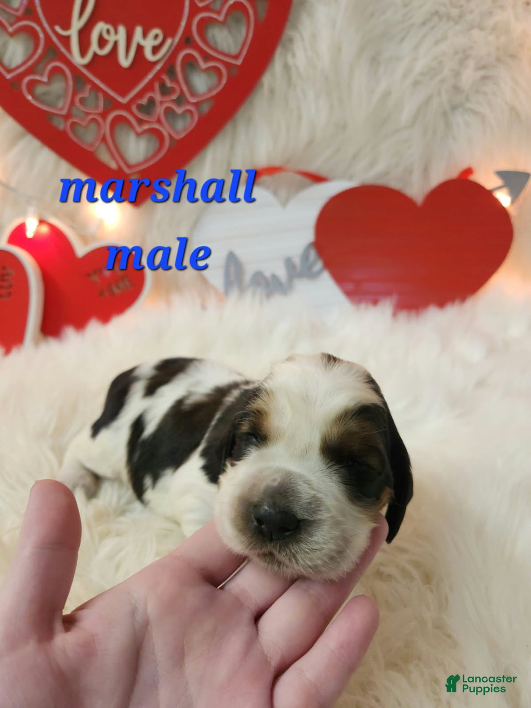 English Springer Spaniel dogs for sale: Marshall - Ad 1
