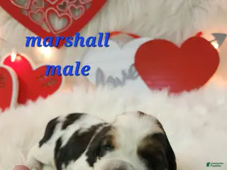 English Springer Spaniel dogs Marshall - Ad 6