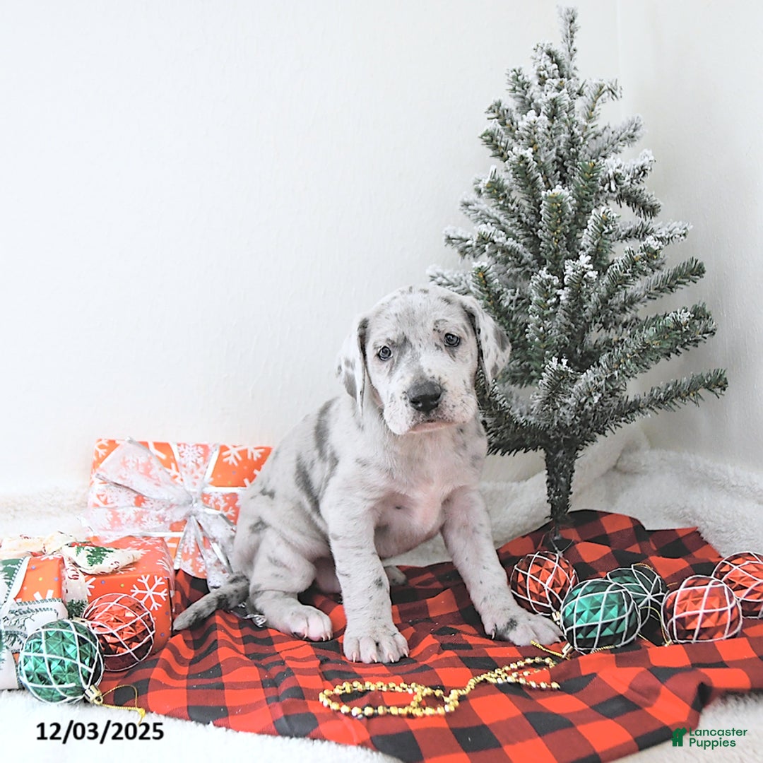 Great Dane dogs for sale: Iris - Ad 5