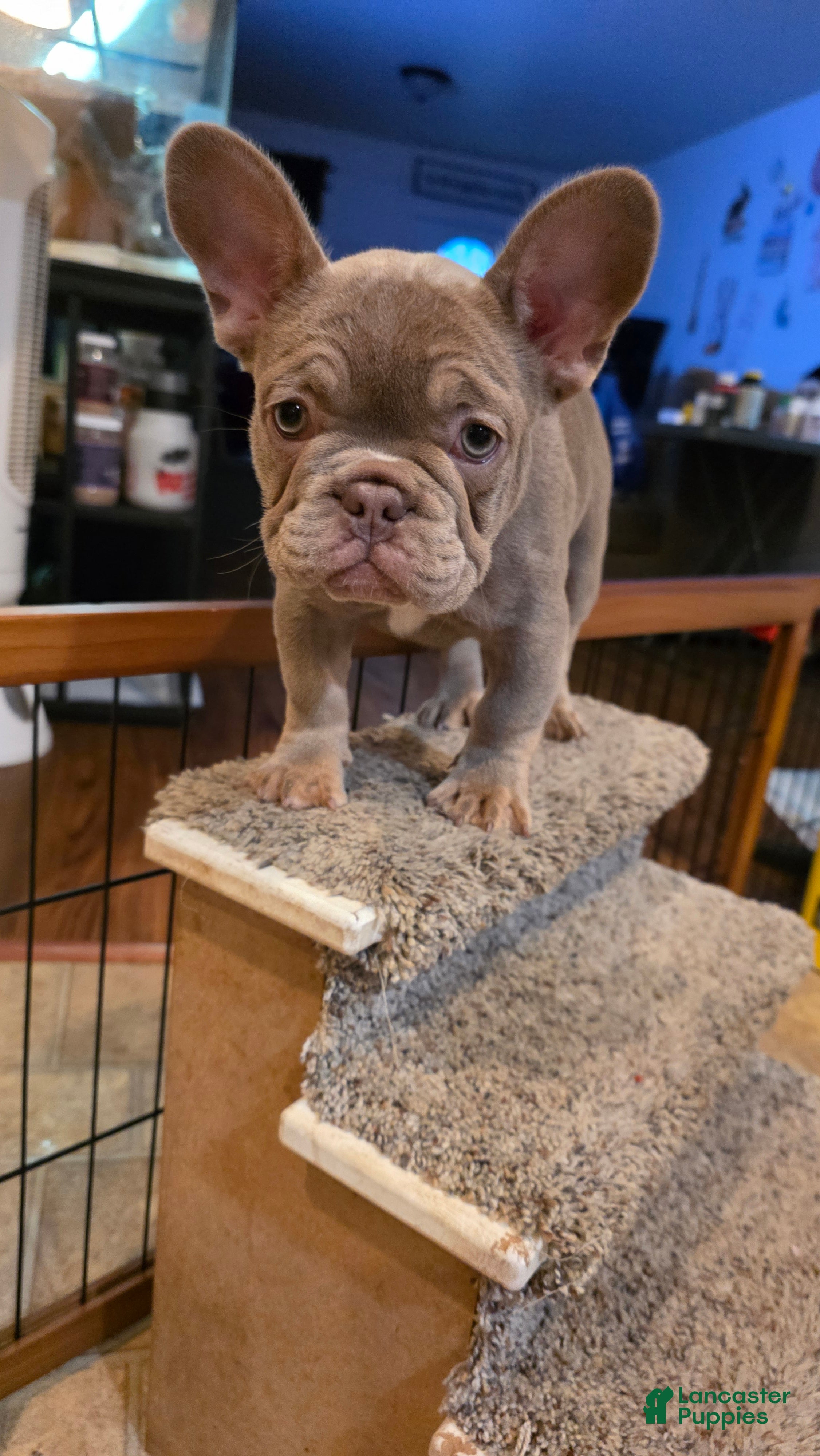 French Bulldog dogs Bella - Ad 2