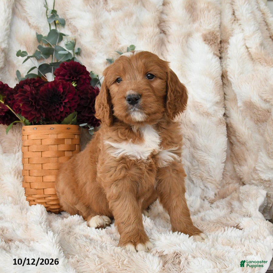 Goldendoodle dogs for sale: Hogan - Ad 2