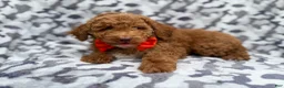 Cockapoo dogs for sale: Rover - Ad 2
