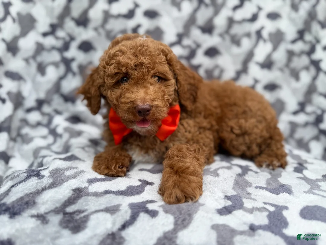 Cockapoo dogs for sale: Rover - Ad 2