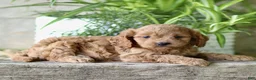 Cavapoo dogs for sale: Corbin - Ad 3