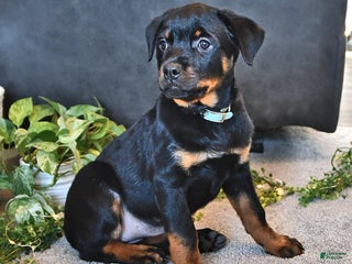 Rottweiler dogs - Ad 23