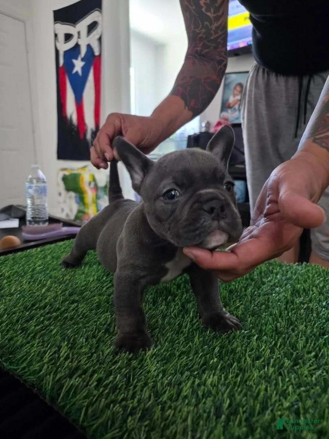 American Bully dogs for sale: American Bully 1 - Ad 1