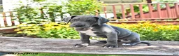 Great Dane dogs for sale: Lilly - Ad 4