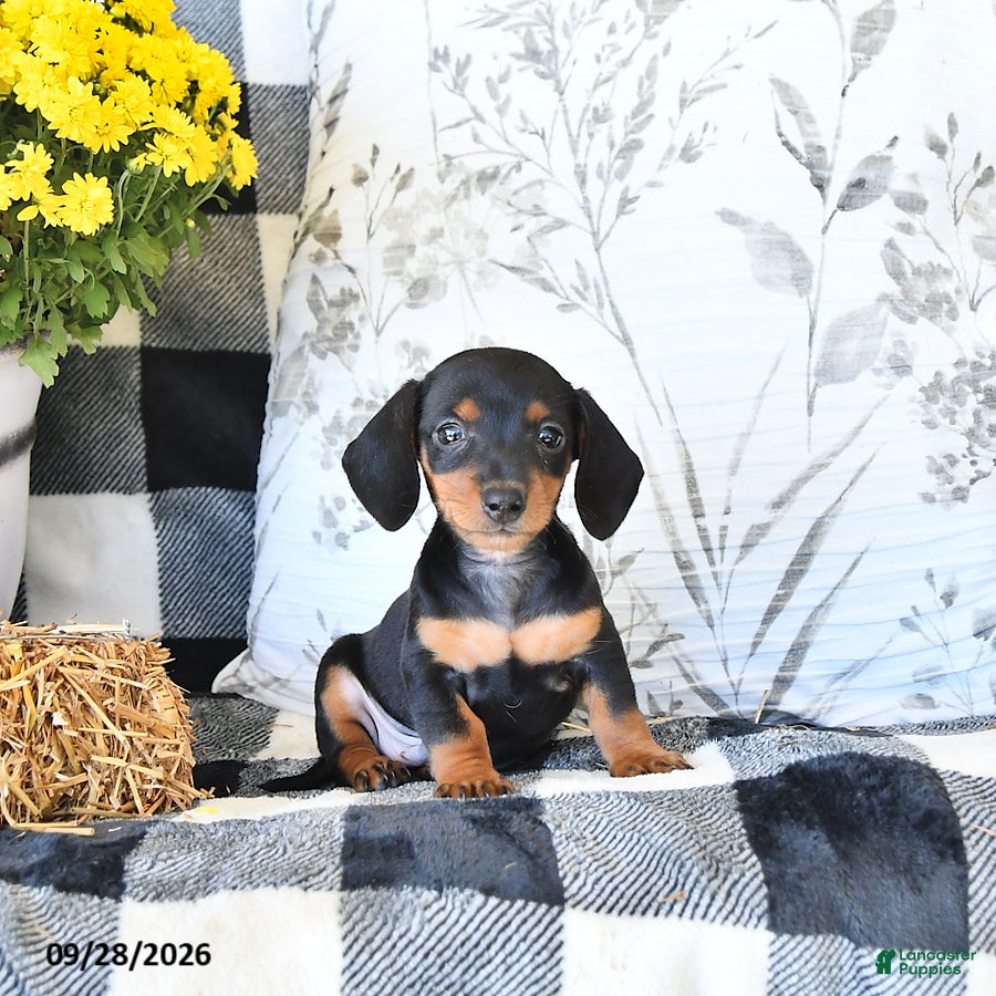 Miniature Dachshund dogs Pumpkin - Ad 2