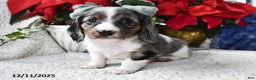Miniature Dachshund dogs for sale: Silver Star - Ad 3