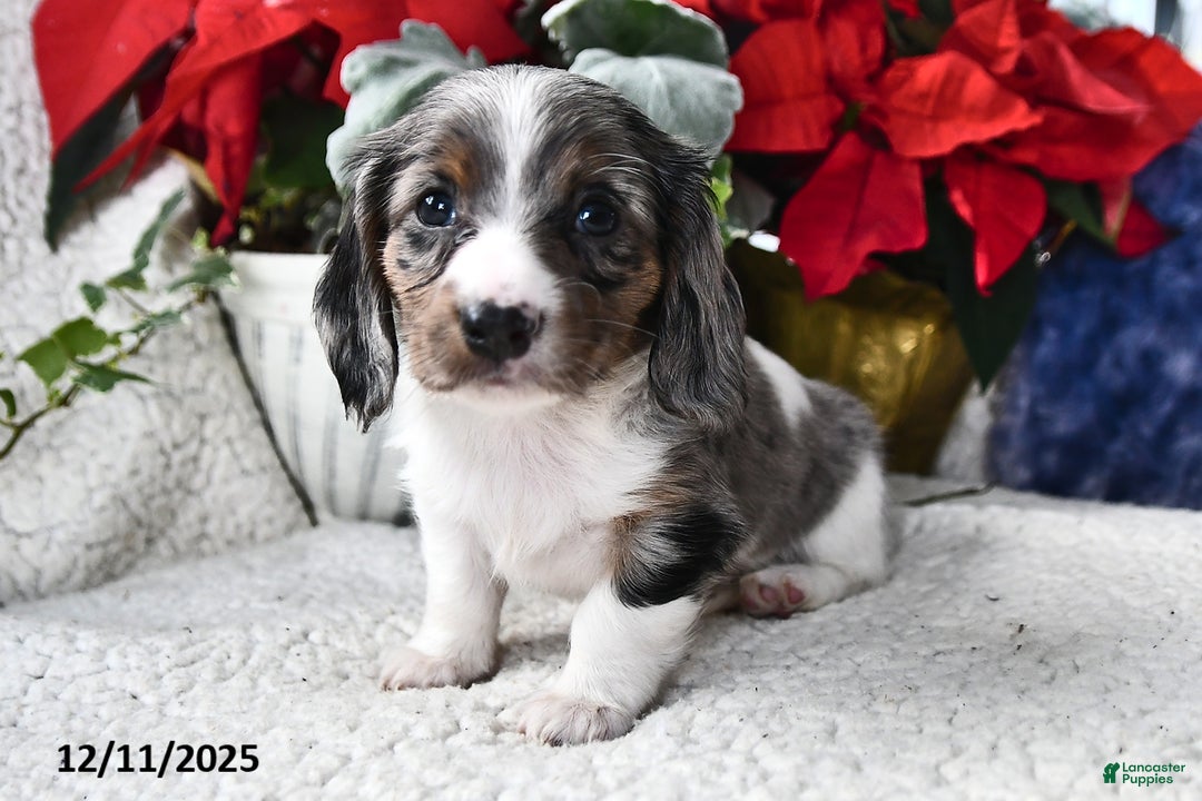 Miniature Dachshund dogs for sale: Silver Star - Ad 3