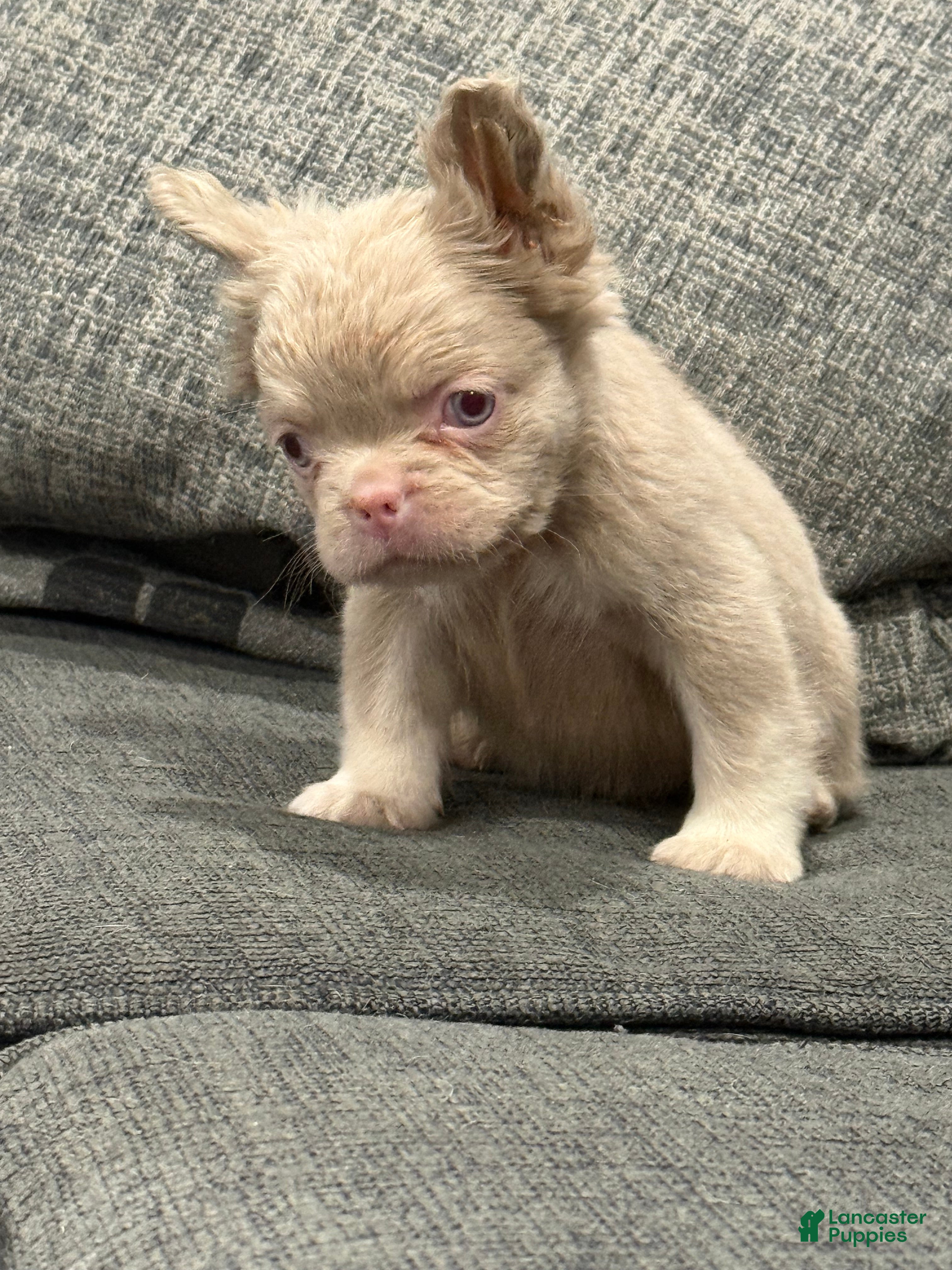 French Bulldog dogs Carlito  - Ad 1