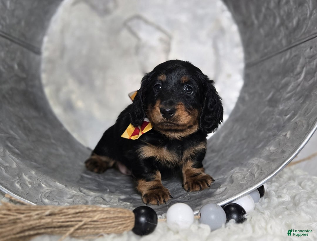 Miniature Dachshund dogs for sale: Kyle - Ad 3