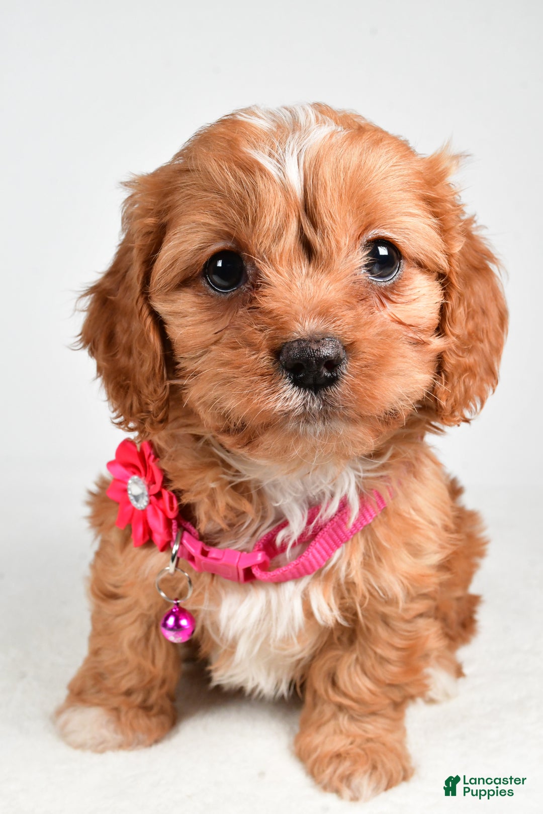 Cavapoo dogs for sale: Rose - Ad 6