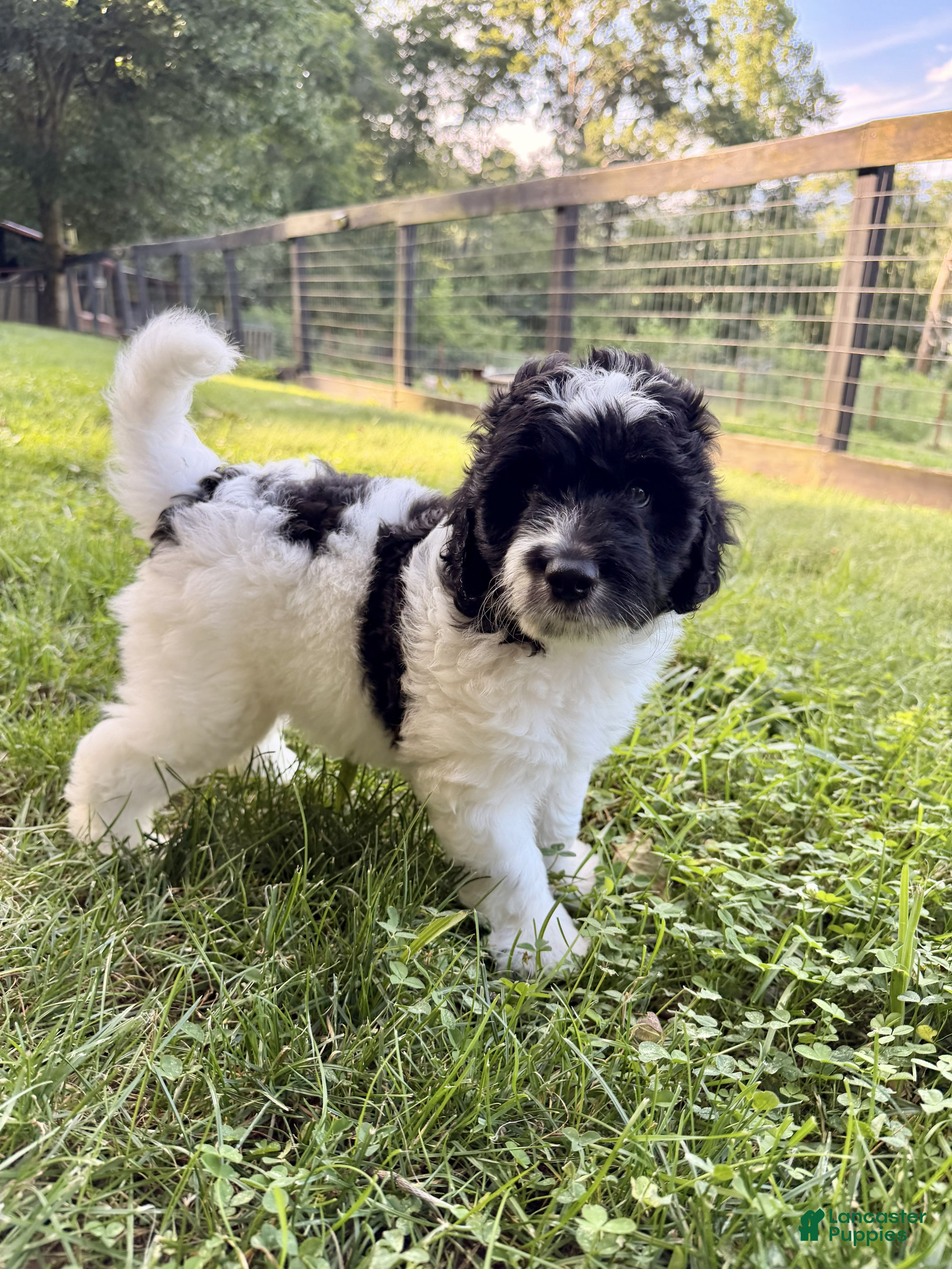 Aussiedoodle dogs Rizzo - Ad 1