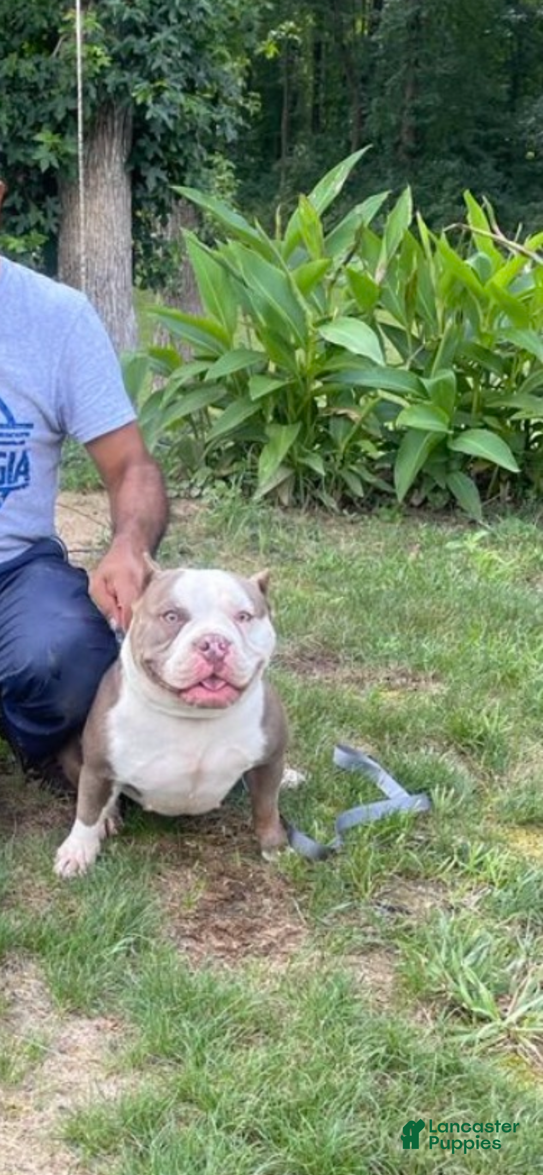 American Bully dogs for sale: American Bully Puppy 1 - Ad 7