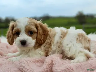 Cavachon dogs Cavachon Girl 3 - Ad 7