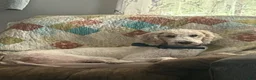 Standard Poodle dogs for sale: Standard Poodle Dalia - Ad 4