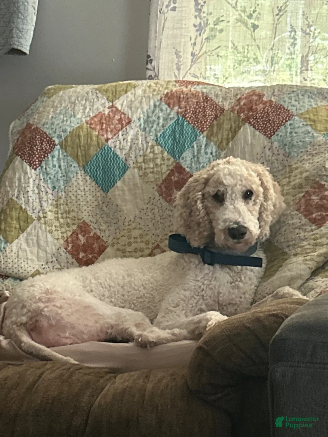 Standard Poodle dogs for sale: Standard Poodle Dalia - Ad 4