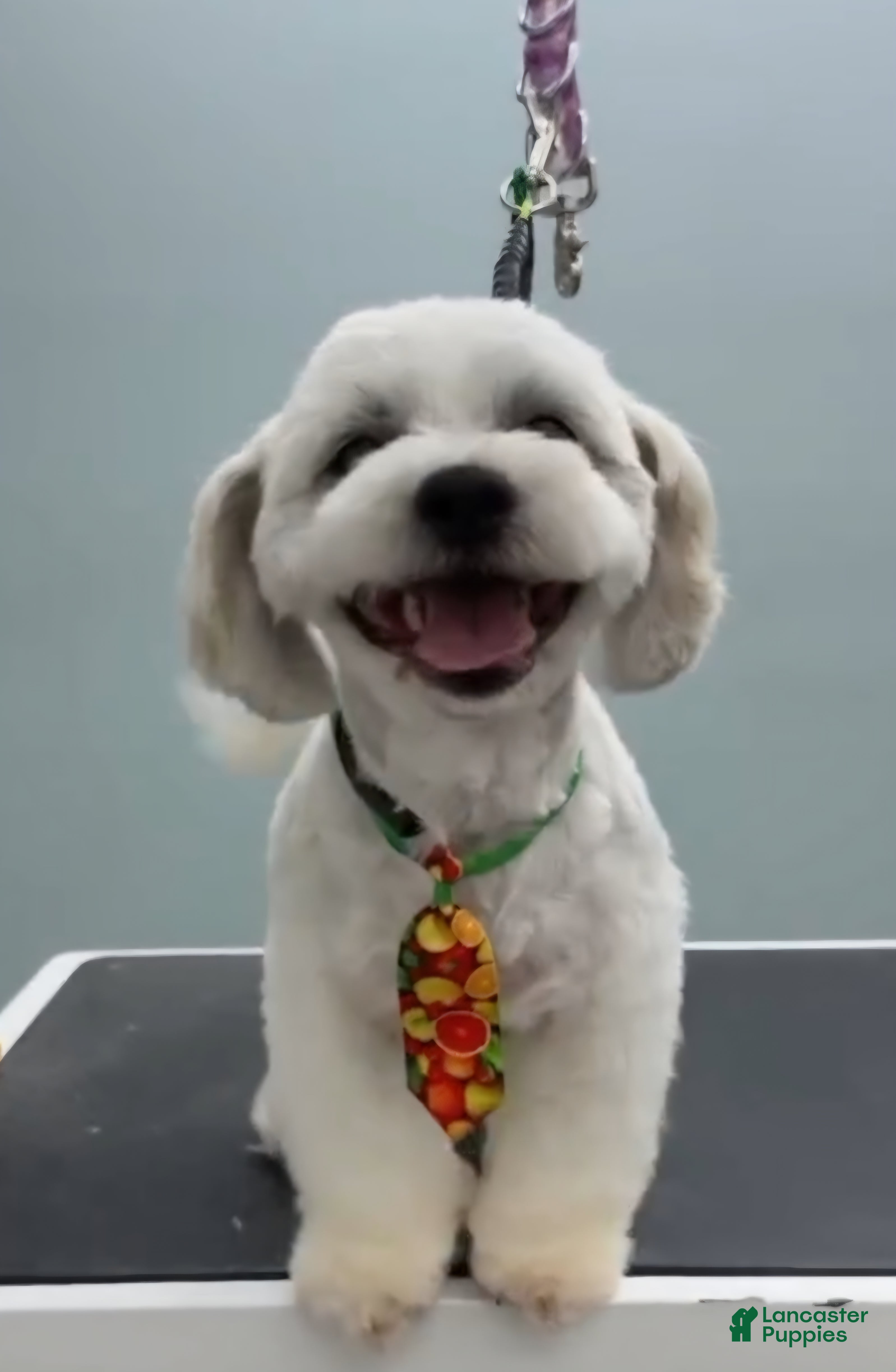 Teddy Bear dogs Cejas  - Ad 1