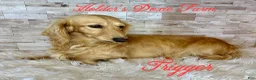 Miniature Dachshund dogs for sale: Grumpy - Ad 8