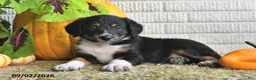 Mixed Breed dogs for sale: Alex - Ad 3