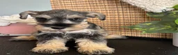 Miniature Schnauzer dogs for sale: Molly - Ad 9