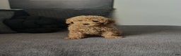 Mini Goldendoodle dogs for sale: Dedra - Ad 2