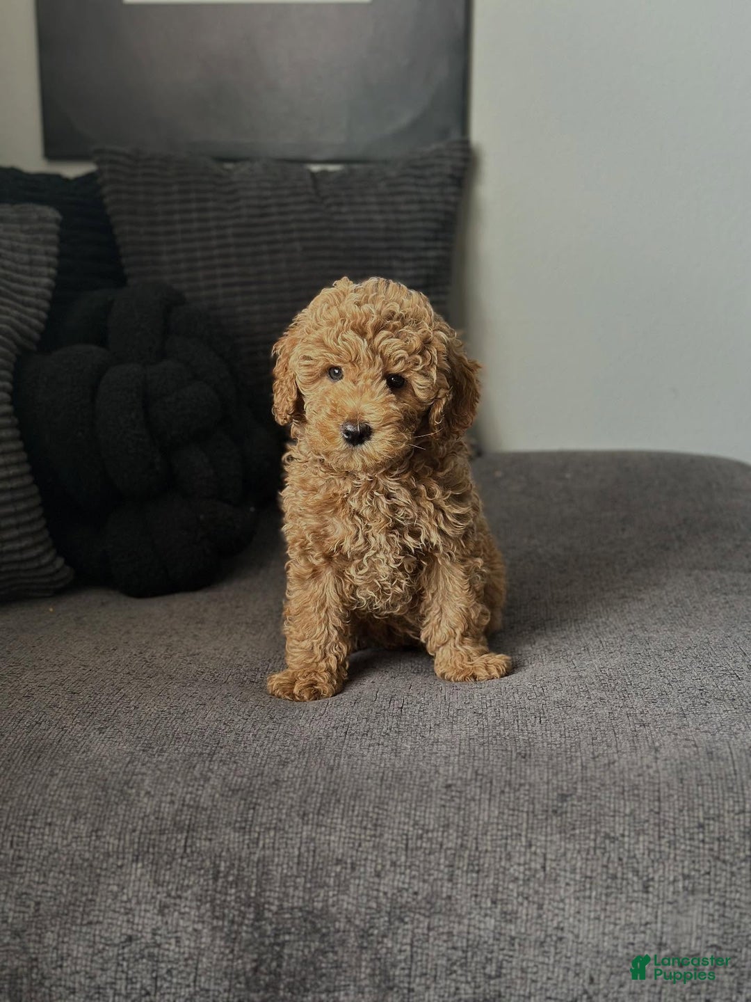 Mini Goldendoodle dogs for sale: Dedra - Ad 2