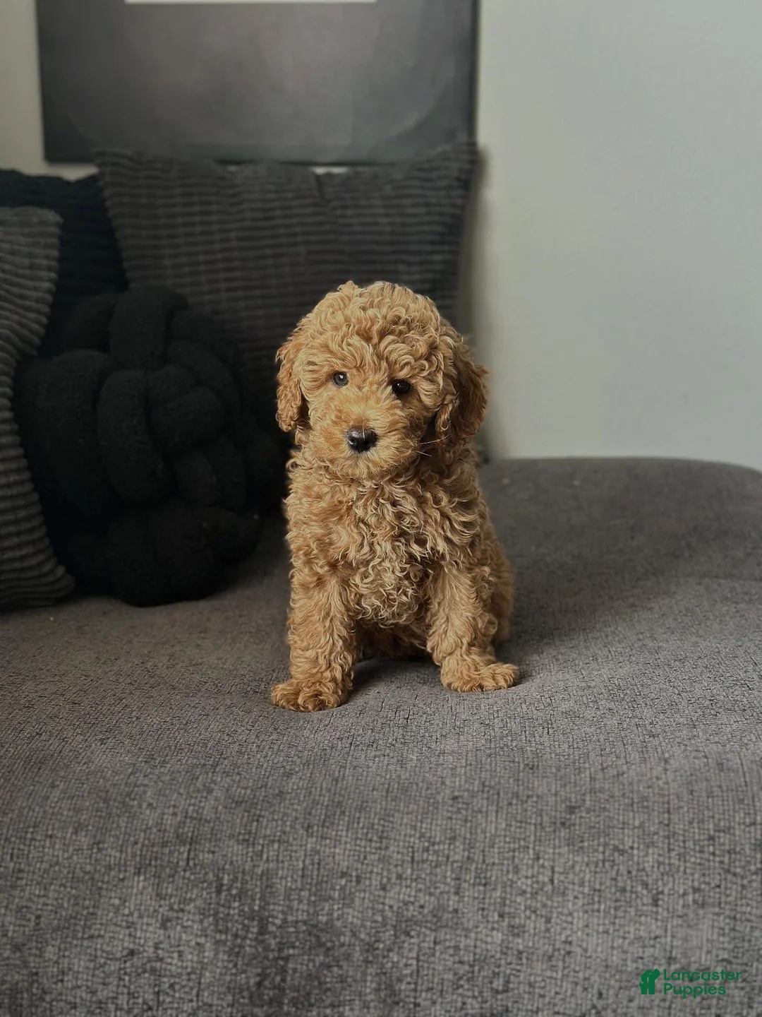 Mini Goldendoodle dogs for sale: Dedra - Ad 2