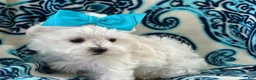 Maltese dogs for sale: APRI Maltese - Lucy - Ad 4