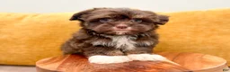 Havanese dogs for sale: Alex - Ad 2