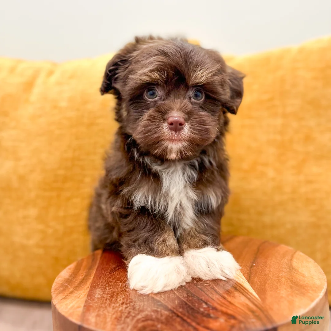 Havanese dogs for sale: Alex - Ad 2