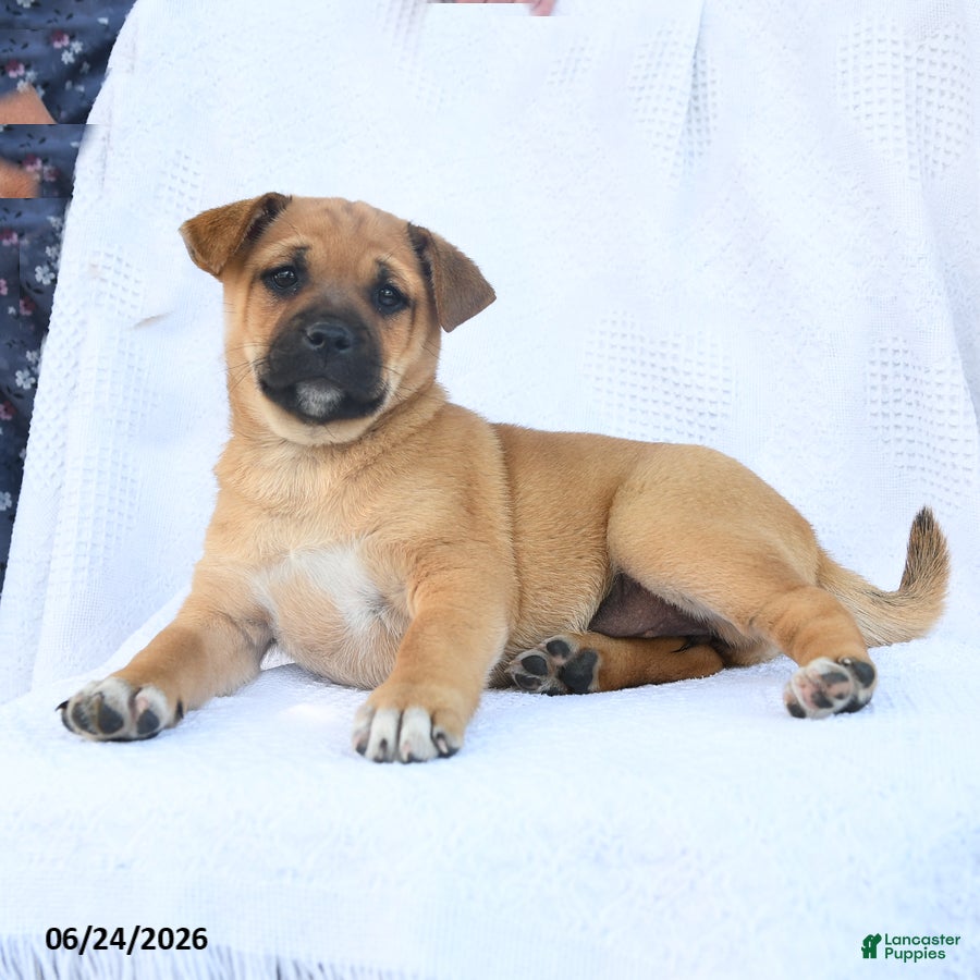 Shiba Inu dogs Rain  - Ad 1