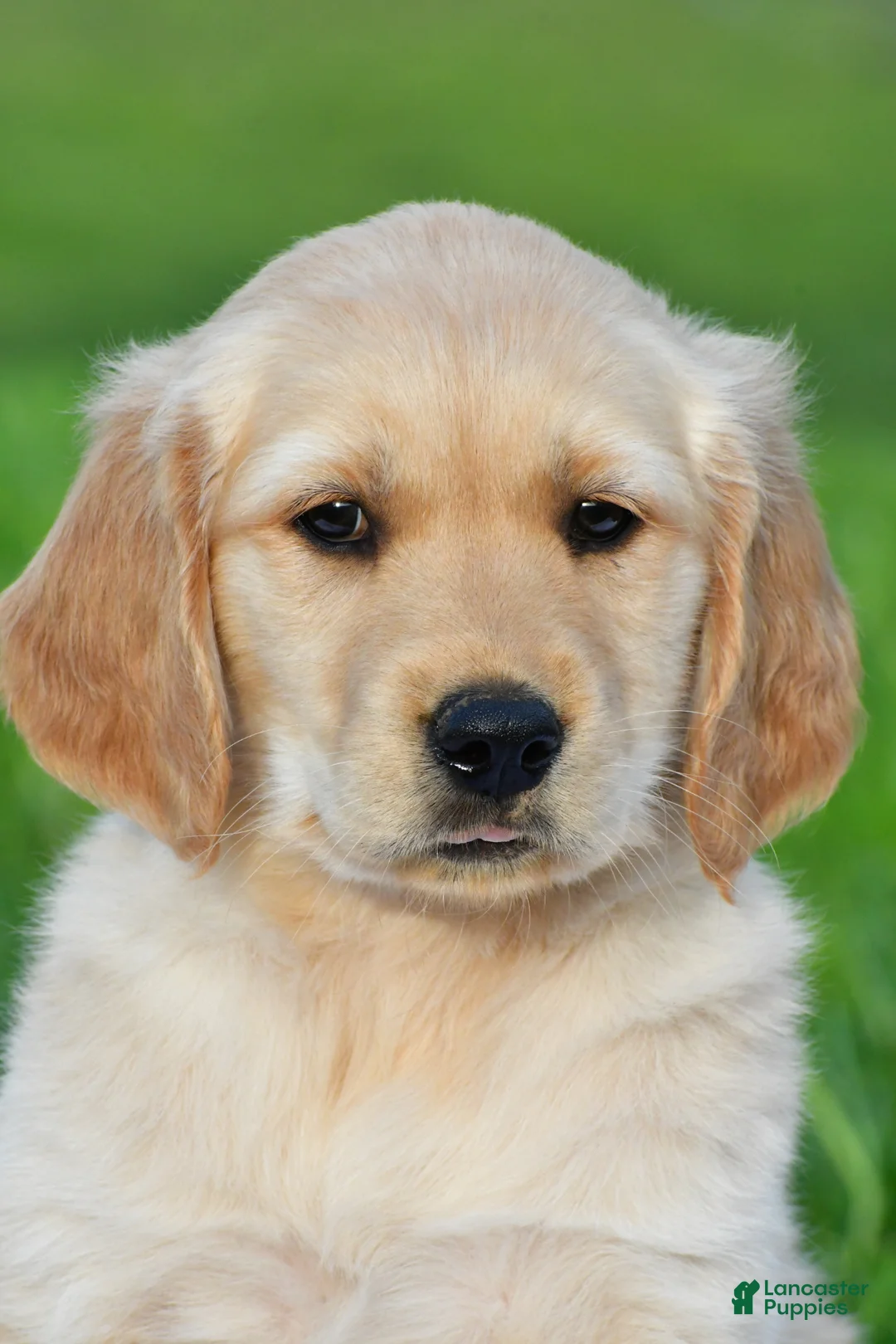 Golden Retriever dogs for sale: Lilly - Ad 2