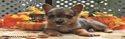 Welsh Corgi Pembroke dogs for sale: Bubbles - Ad 4