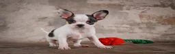 Chihuahua dogs for sale: Ernie - Ad 11