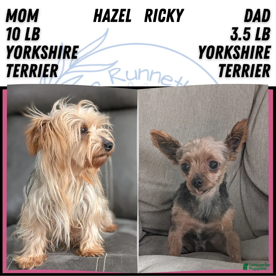 Yorkshire Terrier dogs for sale: Axel - Ad 10