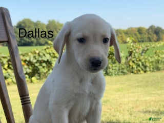 Labrador Retriever dogs - Ad 38