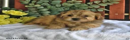 Shihpoo dogs for sale: Cheddar - Ad 2