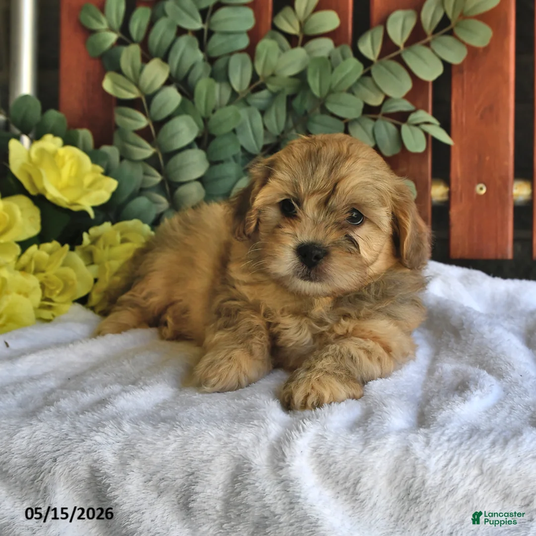 Shihpoo dogs for sale: Cheddar - Ad 2