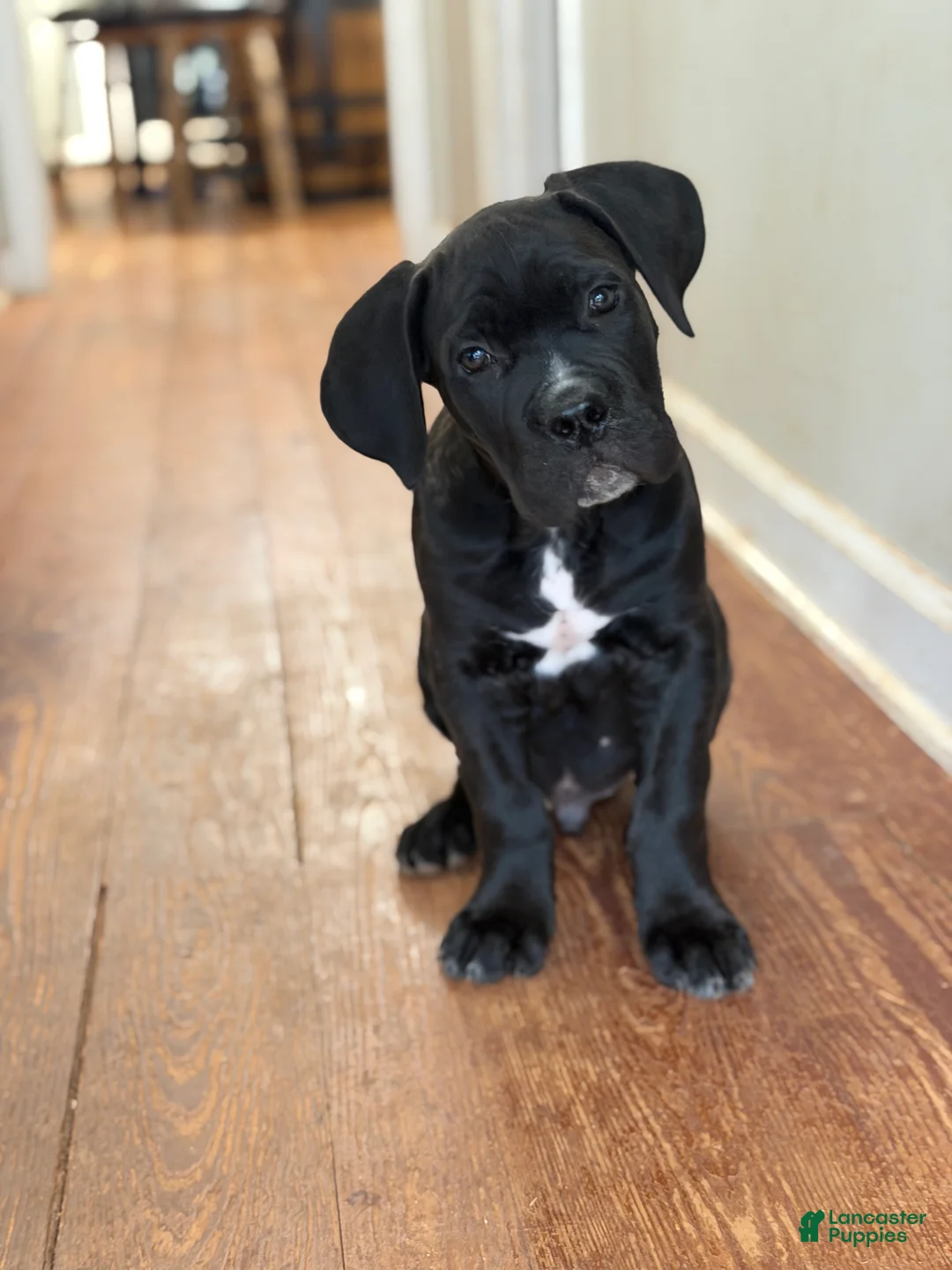 Cane Corso dogs for sale: Baby Boy  - Ad 2